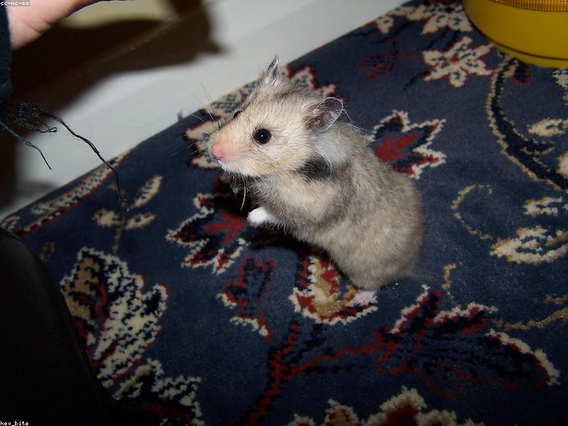 peanut_butler