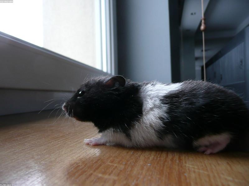 Chinchilla Sand Bath 1kg